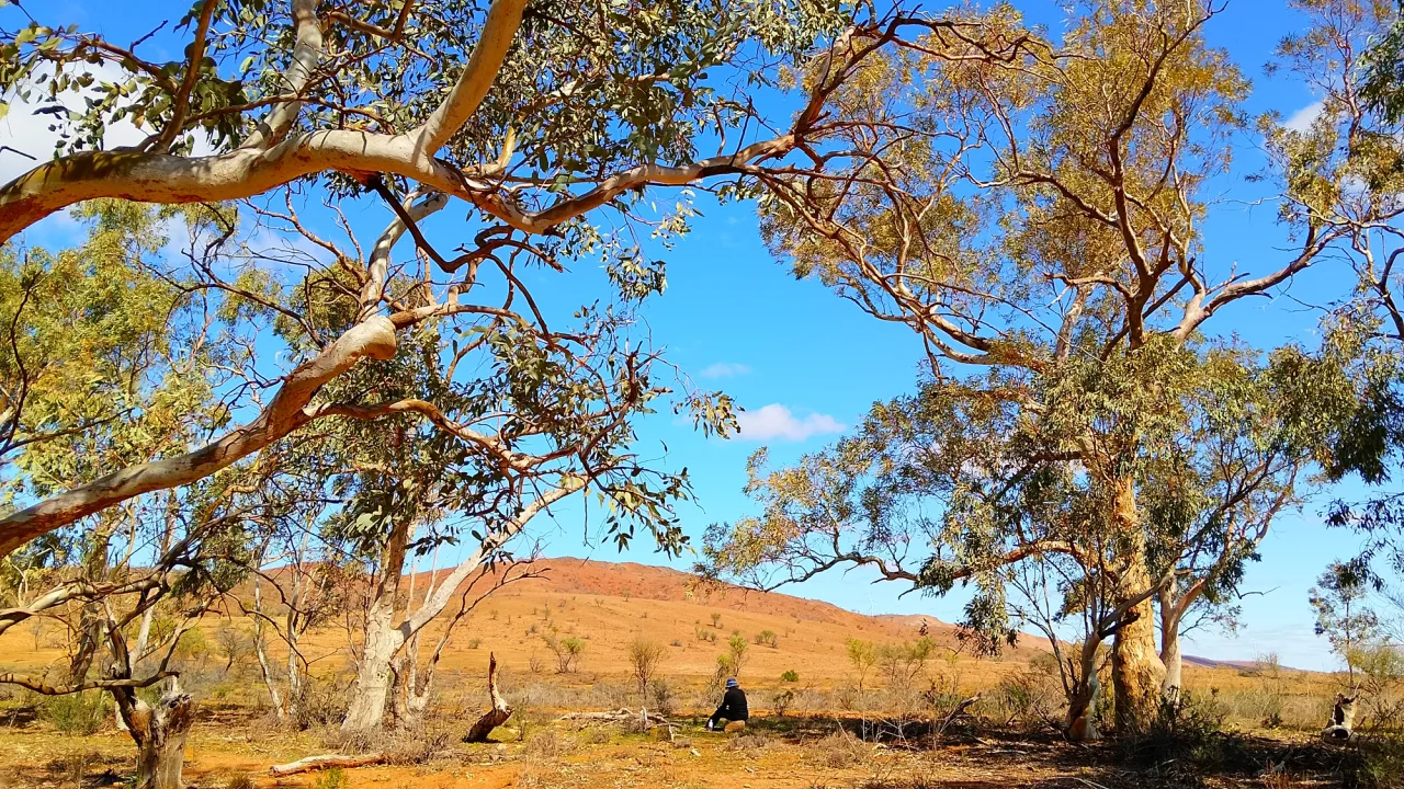 Keep the door open for Outback artist in residence program. Resident artist in landscape, creekbed Broken Hill Wilyakali country