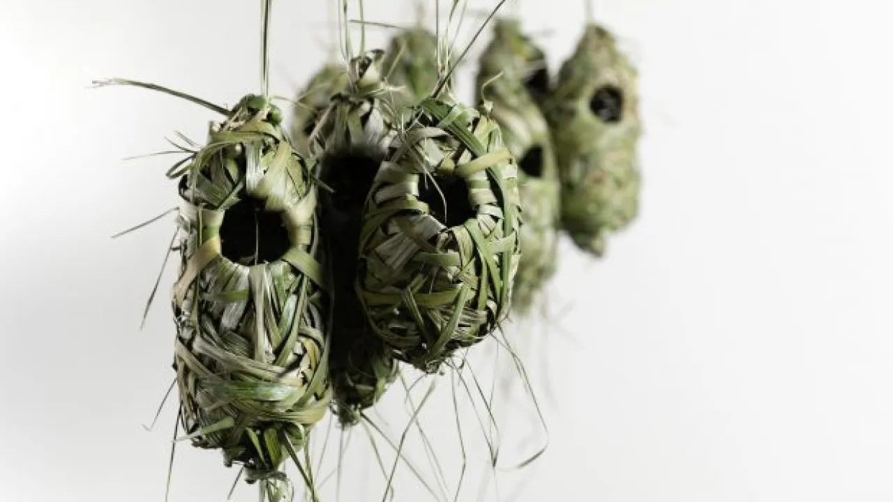 A collection of small, suspended nests woven from olive green African palm oil fronds.