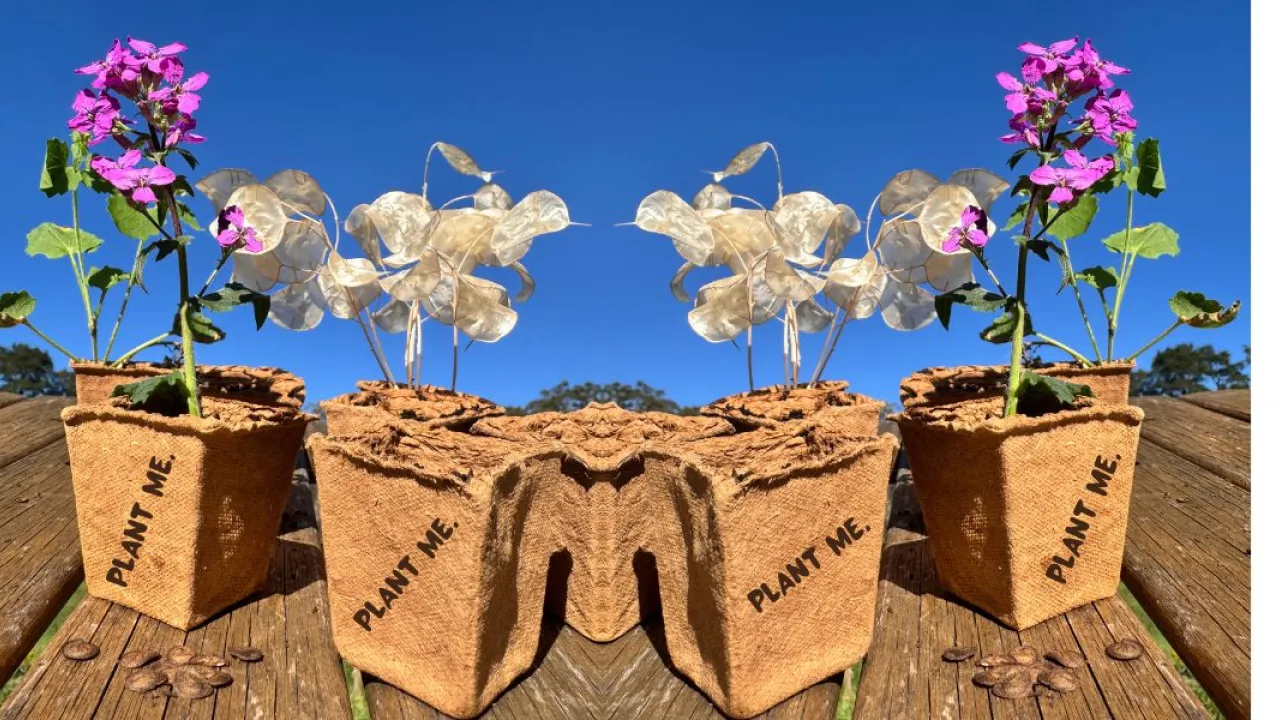 A photography of flowers growing in compostable seedling pots with 'Plant me' written on them