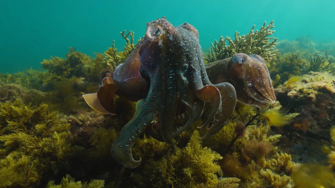 A very good looking Australian Giant Cuttlefish couple!